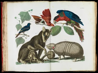 Molucca-Opossum, Didelphis molucca und Gürteltier, Tolypeutes matacus